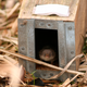 Common shrew (Sorex araneus) in one of the traps. Credit: Javier Lázaro